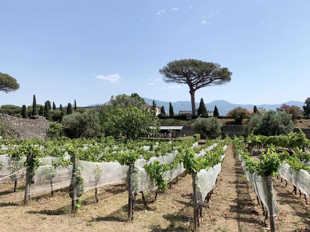 Del restavracije mesta je tudi zasaditev vinograda na mestu, kjer je tudi v rimskih časih rastel vinograd.